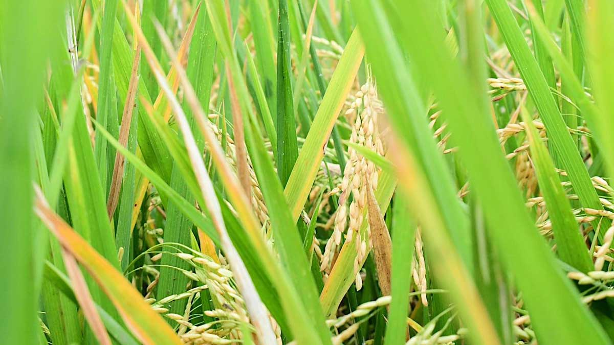 ECUADOR ENVIA SU PRIMERA EXPORTACION DE ARROZ A COLOMBIA Nuestras