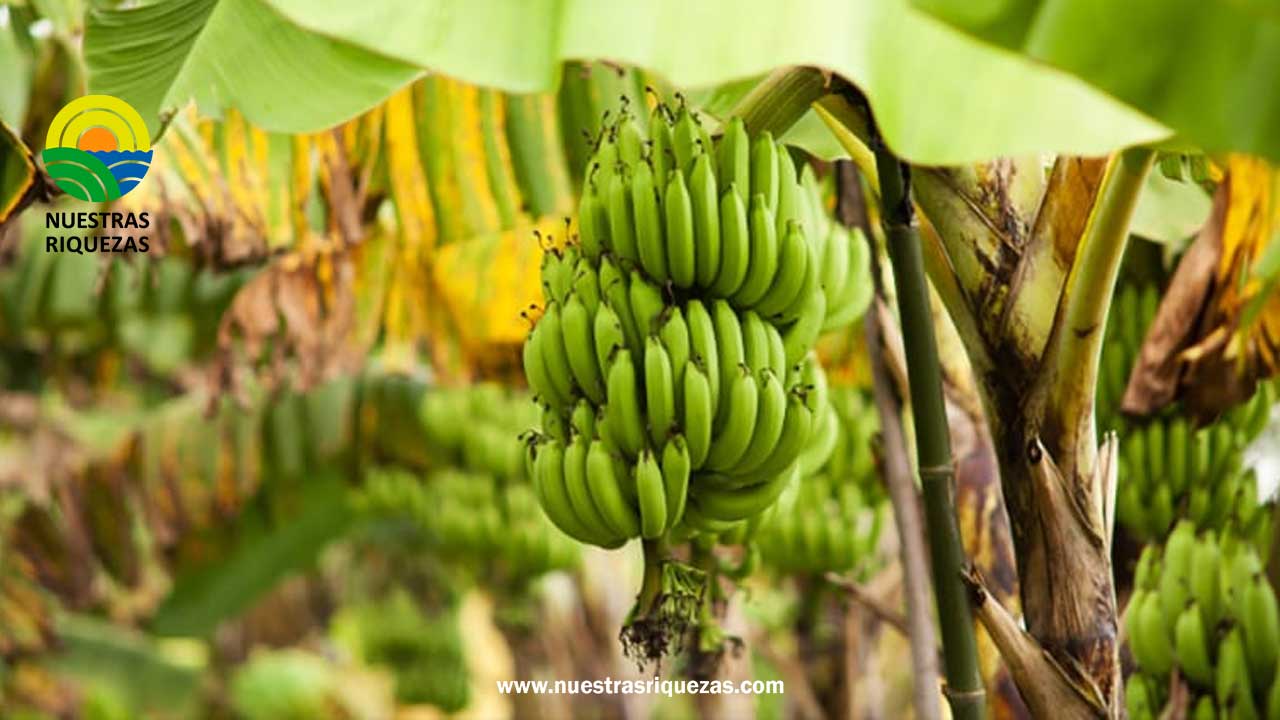 Exportaciones De Banano Ecuatoriano Aumentan Un En