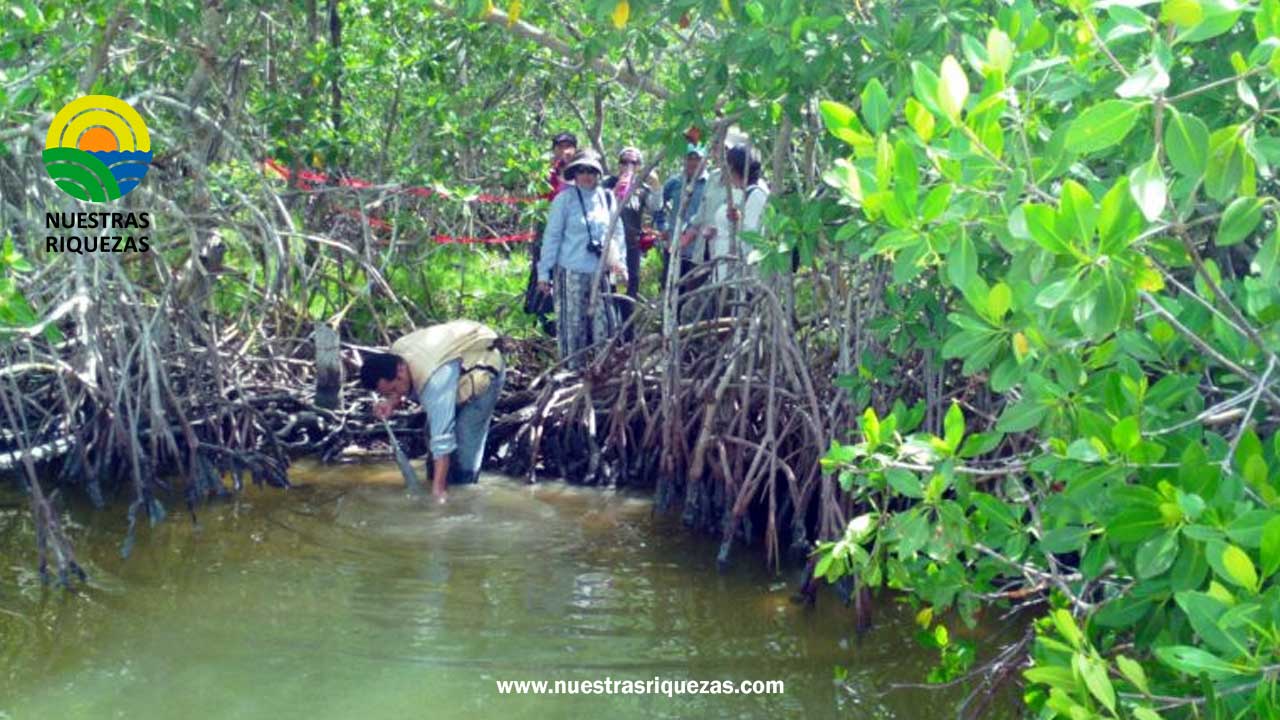 Colombia, Centro Mundial De La Conservación Del Manglar – Nuestras Riquezas