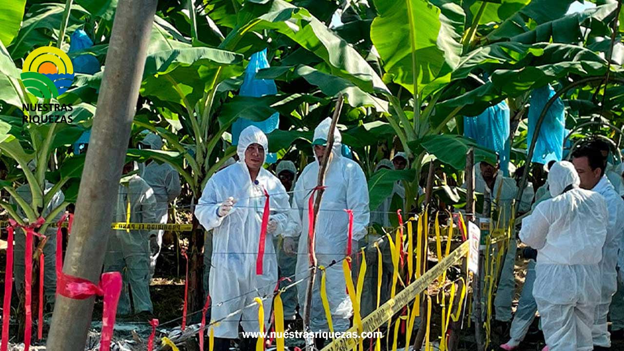 Fusarium R T Ecuador Colombia Costa Rica Y M Xico Intercambian