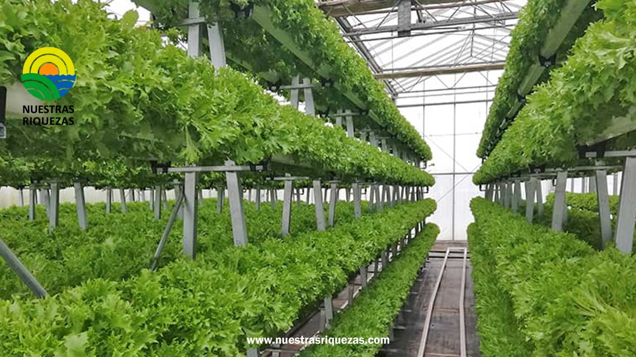 La Agricultura Vertical Para Una Vida Sostenible Nuestras Riquezas