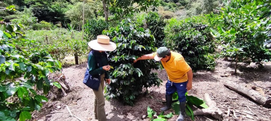 En Agrocalidad se fortalece la prevención y el control de “Xylella fastidiosa”
