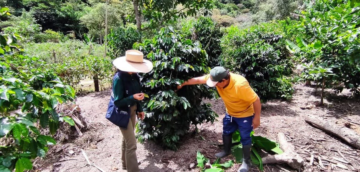 En Agrocalidad se fortalece la prevención y el control de “Xylella fastidiosa”