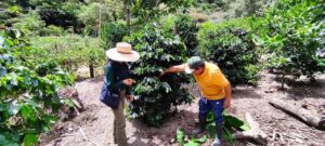 En Agrocalidad se fortalece la prevención y el control de “Xylella fastidiosa”