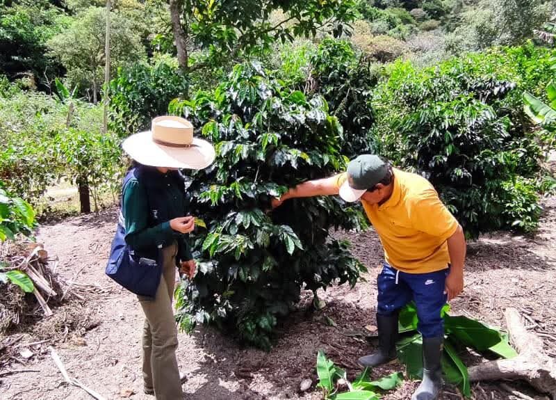 En Agrocalidad se fortalece la prevención y el control de “Xylella fastidiosa”